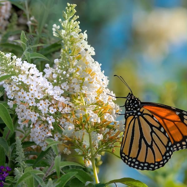 BLOOMABLES 3.25 in. Bloomables Dwarf Dapper White Buddleia Butterfly Bush with White Flowers (3-Piece)
