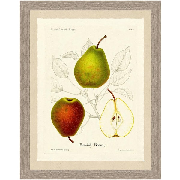 Vintage Print Gallery 26 in. x 32 in. "Pear Sketch" Full Size Framed Archival Paper Wall Art