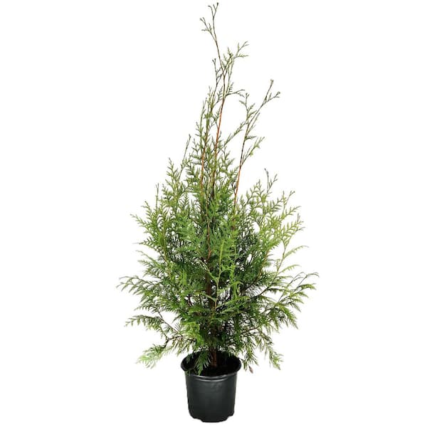 Unbranded 2.25 gal. Western Red Cedar (Thuja plicata) Evergreen Tree (1-Each)