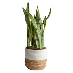 Grower's Choice Sansevieria Indoor Snake Plant in 10in. Decor Weave Basket Planter, Average Shipping Height 1-2 ft. Tall