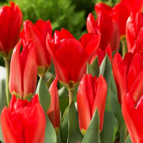 Garden State Bulb 12/+ cm, Fosteriana Red Emperor Tulip Flower Bulbs ...