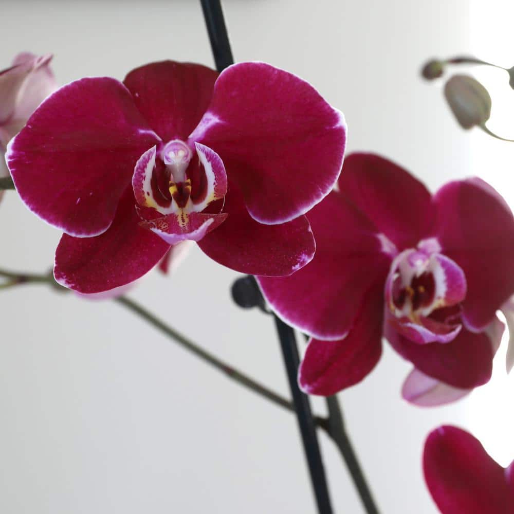 Dark Purple Orchid in White Ceramic Pot, 30-inch