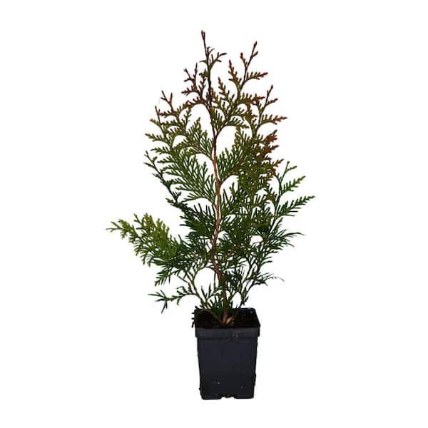 Unbranded 1 Qt. Green Giant Arborvitae Evergreen Tree