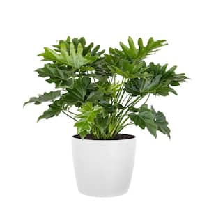 Philodendron Shangri La Live Indoor Outdoor Plant in 10 inch Premium Sustainable Ecopots Pure White Pot