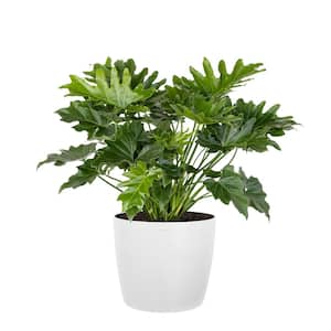Philodendron Shangri La Live Indoor Outdoor Plant in 10 inch Premium Sustainable Ecopots Pure White Pot