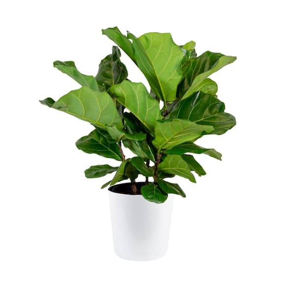 Costa Farms Fiddle Leaf Fig Indoor Plant in 10 in. White Decor Pot, Avg. Shipping Height 1-2 ft. Tall