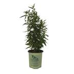 White Turtlehead (Chelone Glabra) Plant