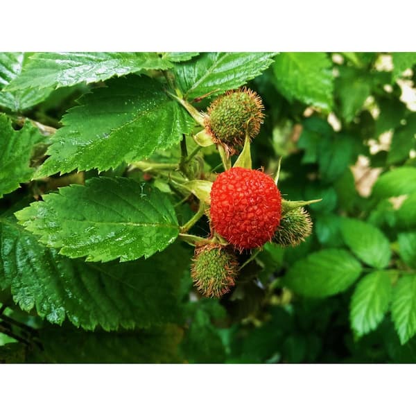 Online Orchards 1 Gal. Thimbleberry Native Fruiting Shrub with Clusters of Sweet Red Fruit