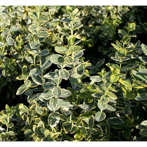 2.5 qt. Emerald Gaiety Euonymus Live Evergreen Shrub with Green