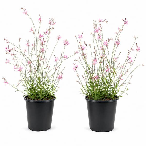 1 gal. Pink Lady Wandflower Plant – Pink Gaura Flowering Perennial (2-Pack)