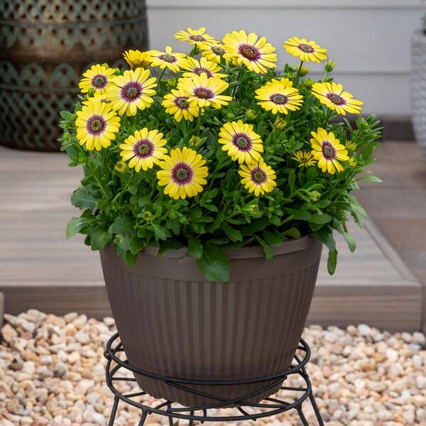Vigoro 2 QT Osteospermum African Daisy 'Blue-Eyed Beauty' Yellow