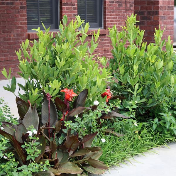 national PLANT NETWORK 2.25 Gal. Anise Tree Shrub