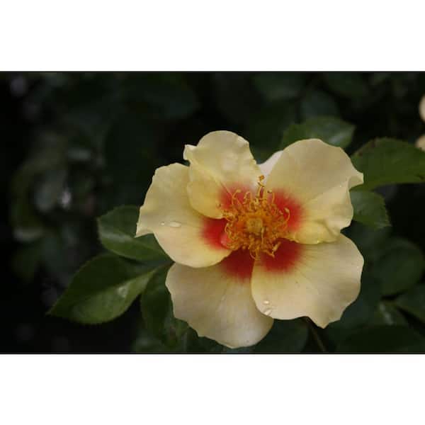 PROVEN WINNERS 4.5 in. Quart Ringo Rose Rosa Live Plant, Yellow and Pink Flowers