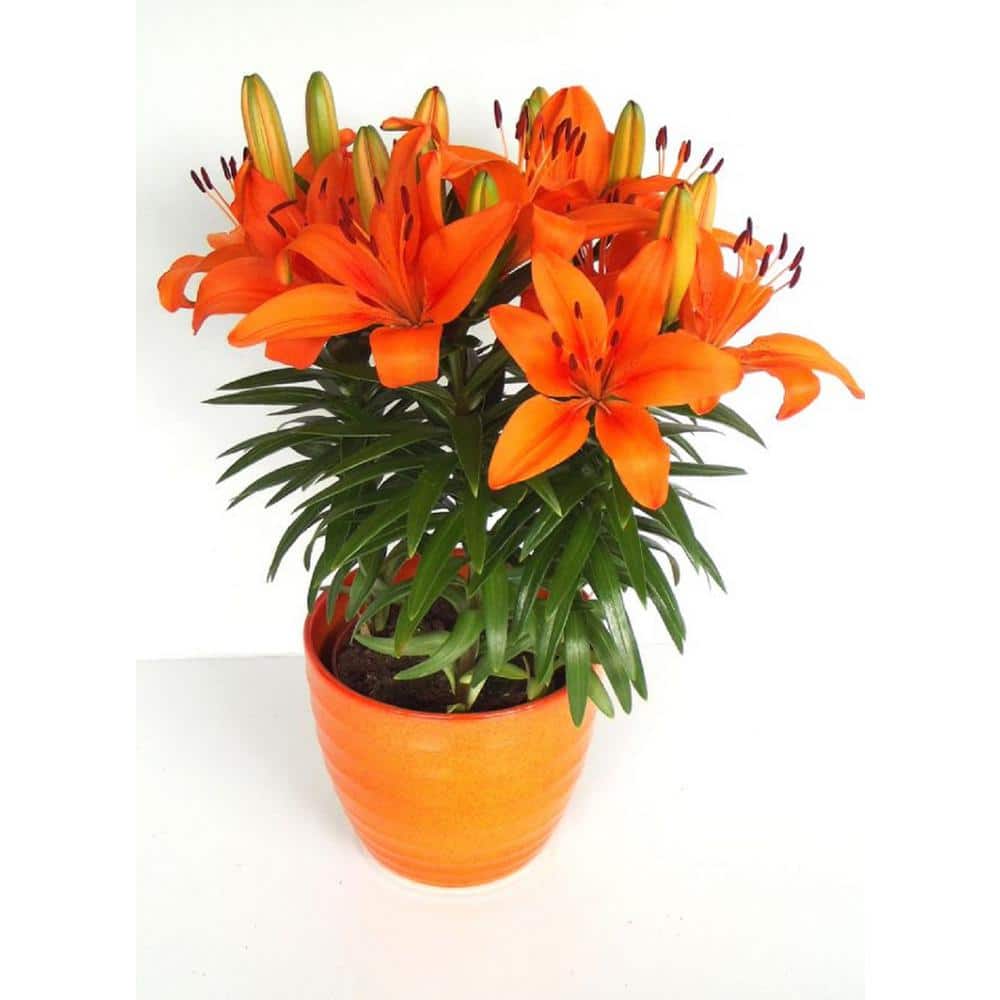 1 Gal. Premium Psiatic Lily/Lily Looks Plant 19620 - The Home Depot