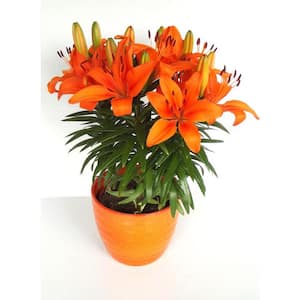 Marietta Square Planter Asiatic Lily Plant