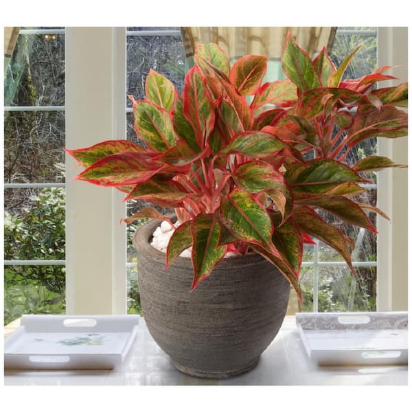national PLANT NETWORK Siam Aglonema Plant in 6 in. Grower Container