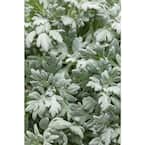 4.5 in. Qt. Quicksilver Dusty Miller (Artemisia) Live Plant, Silver Foliage