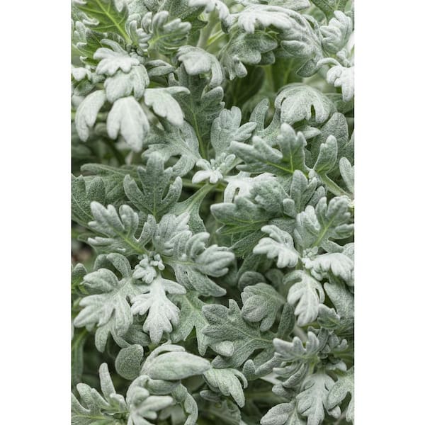 PROVEN WINNERS 4.5 in. Qt. Quicksilver Dusty Miller (Artemisia) Live Plant, Silver Foliage
