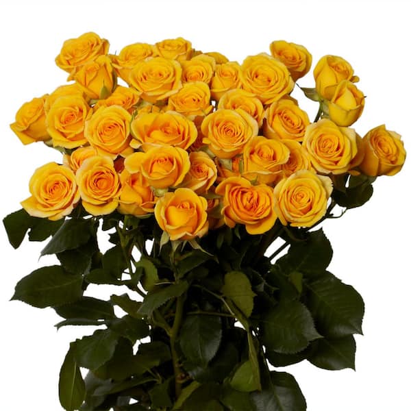 Globalrose Fresh Yellow Spray Roses (100 Stems - 350 Blooms)