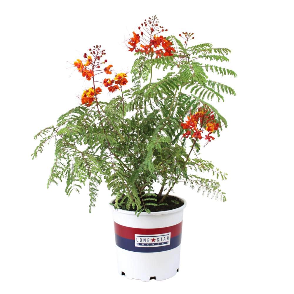 Pride of Barbados (Caesalpinia pulcherrima) Peacock Flower, Flowering Perennial Outdoor Plant, 8 qt. Grower Pot price history on PriceWatchPro