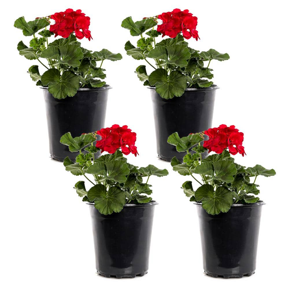 2.5-Qt. #1 Red Geranium Plant (4-Pack) GERSAVRR8-GP4 - The Home Depot