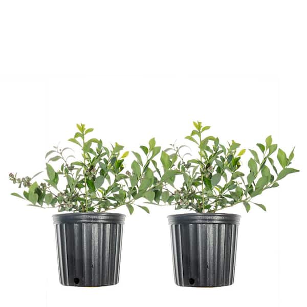 1 Gal. Climax Blueberry Shrub (2-Pack)
