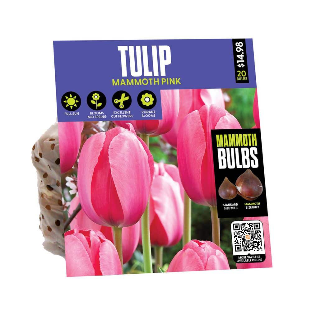VAN ZYVERDEN Tulip Mammoth Pink Bulbs (1-Pack) 34154 - The Home Depot