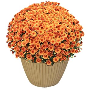 2.1 Gal. Orange Mum In Decorative Planter Plant (1-Pack)