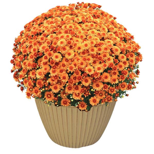 MASTERPIECE FLOWER COMPANY 2.1 Gal. Orange Mum In Decorative Planter Plant (1-Pack)