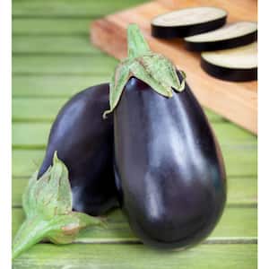 19 oz. Black Beauty Eggplant Plant (2-Pack)