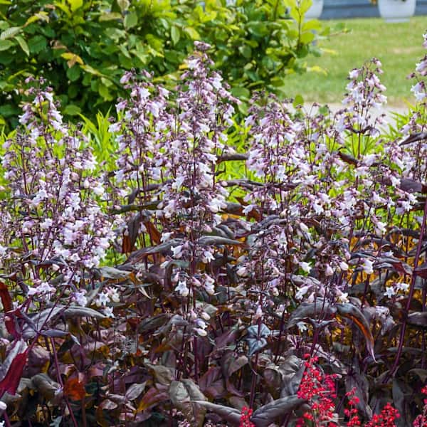 Spring Hill Nurseries 4 in. Pot Husker Red Bearded Tongue (Penstemon), Live Flowering Perennial Plant (1-Pack)