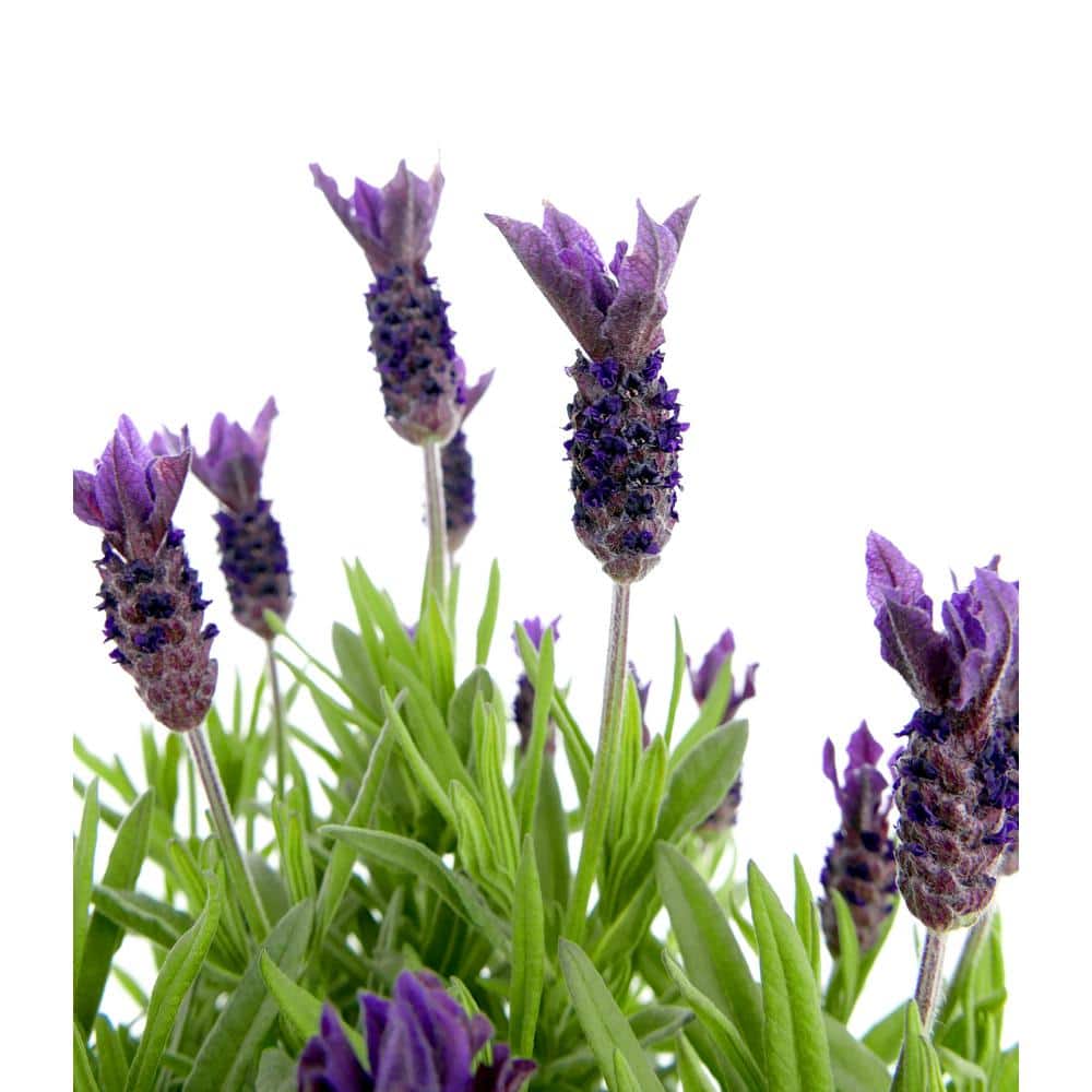 304PK Lavender Stoechas Perennial Plant with Purple Flowers-1 Pack