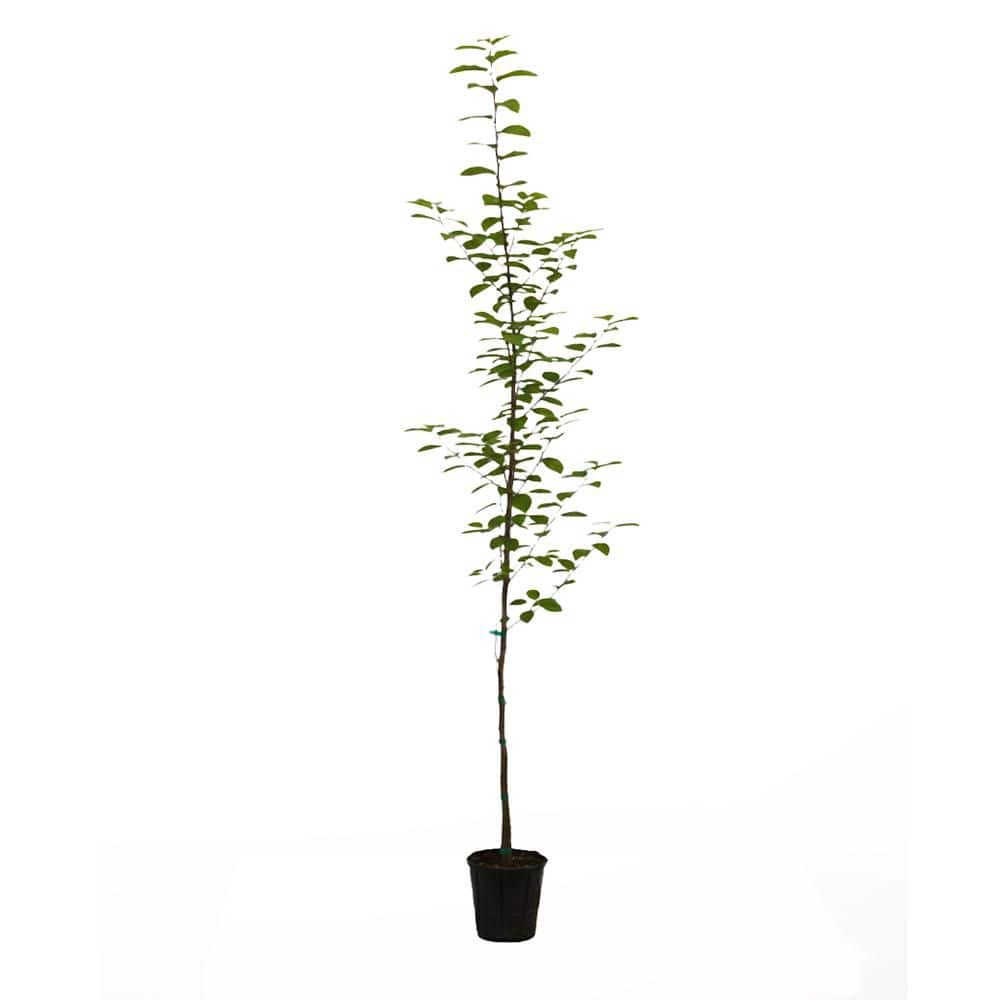 1 gal. Golden BellTower Deciduous Ironwood Persian Tree with Red ...