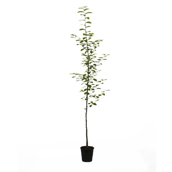 1 gal. Golden BellTower Deciduous Ironwood Persian Tree with Red Flowers