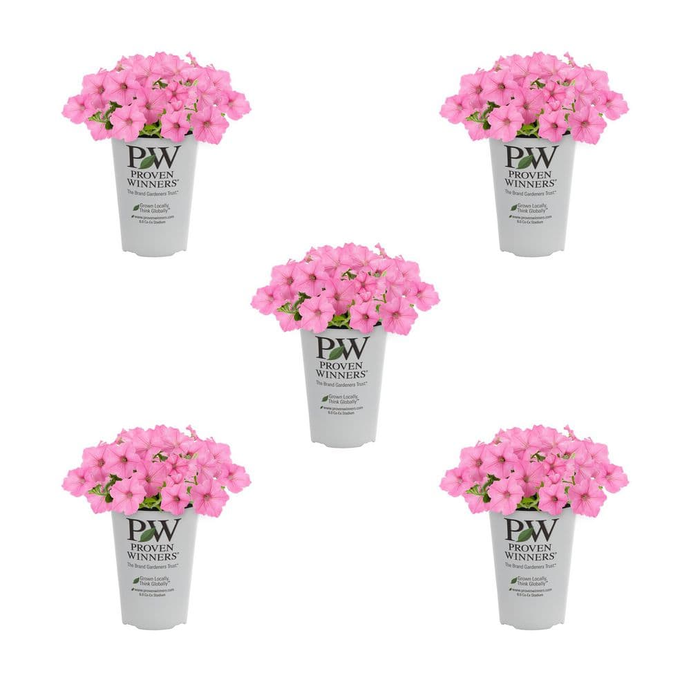 METROLINA GREENHOUSES 1.5 Pt. Proven Winners Supertunia Vista
