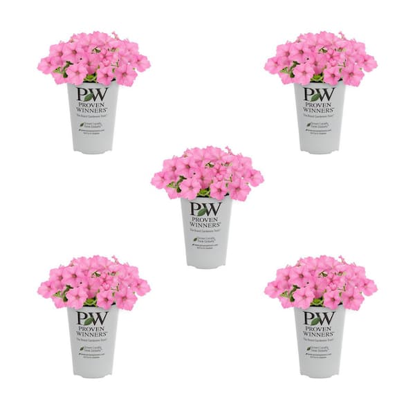 1.5 Pt. Proven Winners Supertunia Vista Bubblegum Pink Petunia Annual Plant (5-Pack)