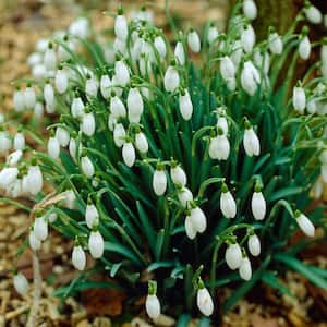 7/Plus cm, White Single Snowdrops Galanthus Flower Bulbs (Bag of 100)