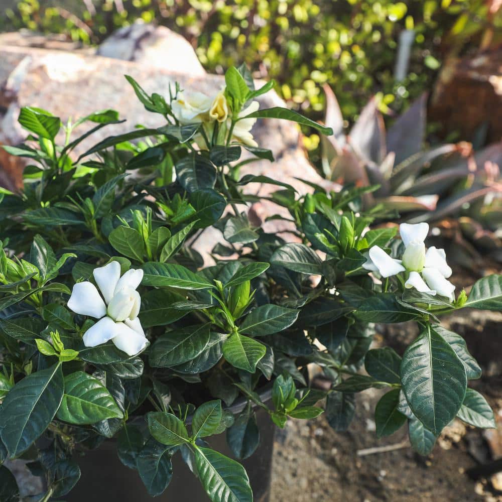 1 Gallon White Gardenia Jasminoides Shrub in Black Pot