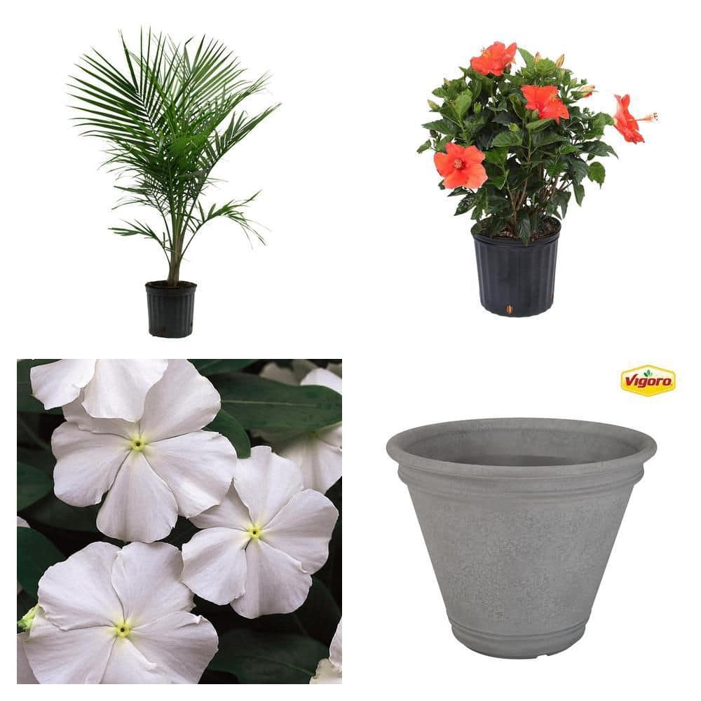 Costa Farms 1.25-Pint White Periwinkle Plant 1.25PTCARWH - The