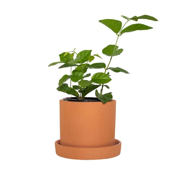 national PLANT NETWORK 5 in. Terracotta Planter with Saucer and 4 in. Sambac Jasmine Plant (1-Piece)