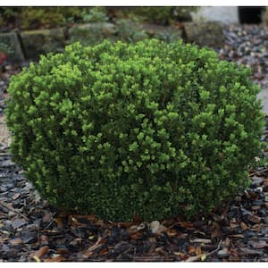 2 Gal. Boxwood Baby Gem, Live Shrub Plant, Glossy Green Foliage