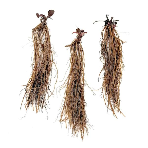 Bare Root Black Eyed Susan Goldsturm Perennial Plant (10-Pack)