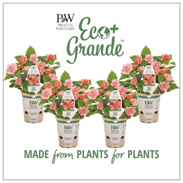 PROVEN WINNERS 4.25 in. Eco plus Grande Rockapulco Tropical Shades