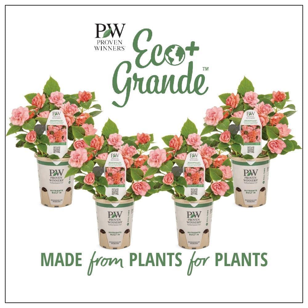 PROVEN WINNERS 4.25 in. Eco plus Grande Rockapulco Tropical Shades