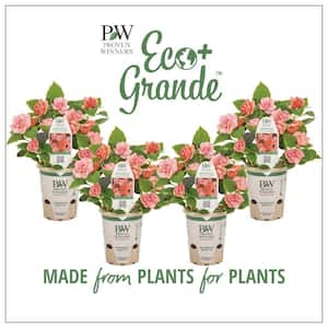 4.25 in. Eco  plus Grande Rockapulco Tropical Shades (Impatiens) Live Plant, Pink/ Orange Double Flowers (4-Pack)