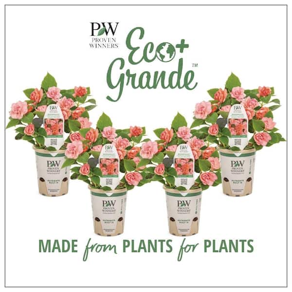 PROVEN WINNERS 4.25 in. Eco  plus Grande Rockapulco Tropical Shades (Impatiens) Live Plant, Pink/ Orange Double Flowers (4-Pack)