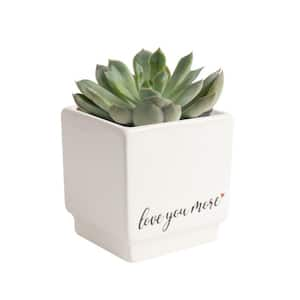 Grower's Choice Echeveria Indoor Succulent Plant in 2.5 in. Love Ceramic Pot, Avg. Shipping Height 3 in. Tall