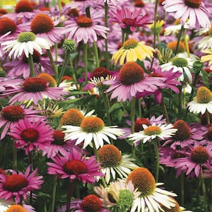 Multi-Colored Coneflower Mixture (Echinacea), Live Bareroot Perennials (5-Pack)