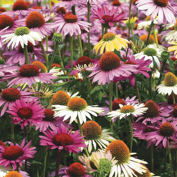 Spring Hill Nurseries Multi-Colored Coneflower Mixture (Echinacea), Live Bareroot Perennials (5-Pack)