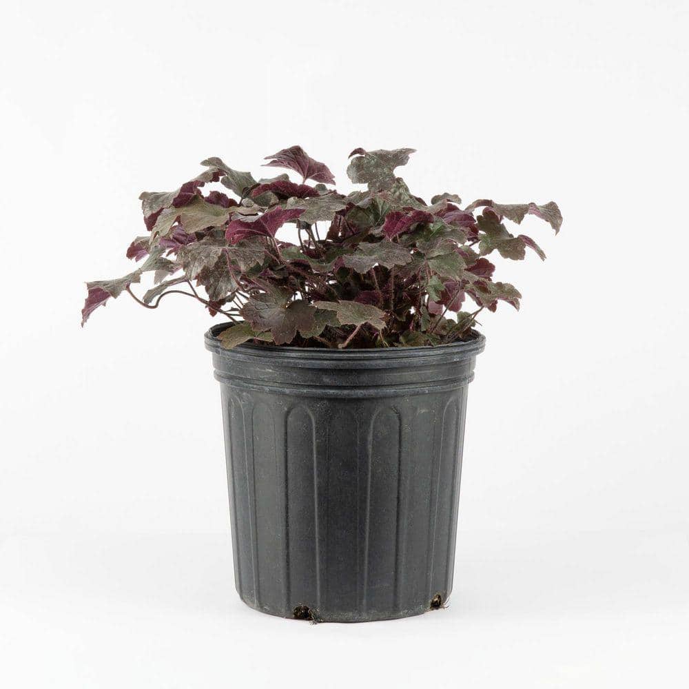 2 Gal. Blackout Coral Bells (Heuchera), Live Perennial Plant, Near Black Fo